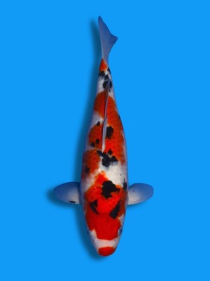 Sanke | Koi&Co.